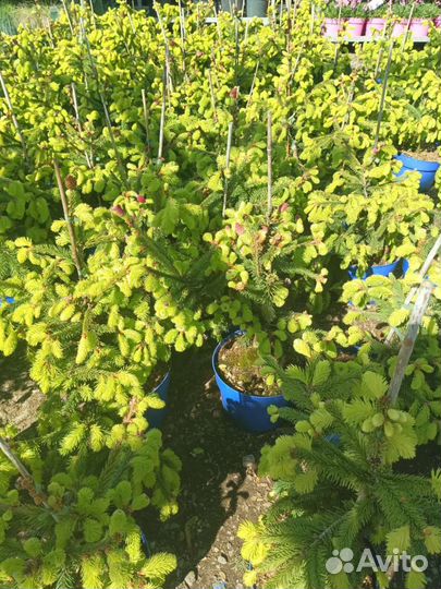 Ель Акракона