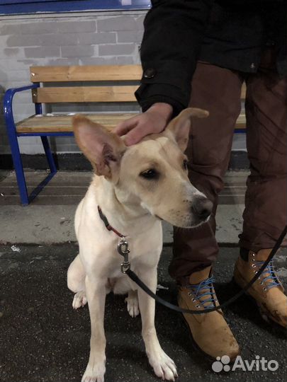 Чудесная собака в добрые руки