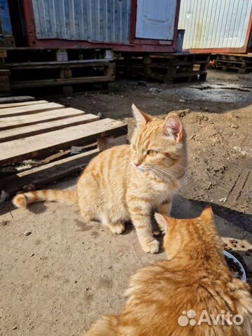 Ласковые солнечные кошки в семью объявление продам