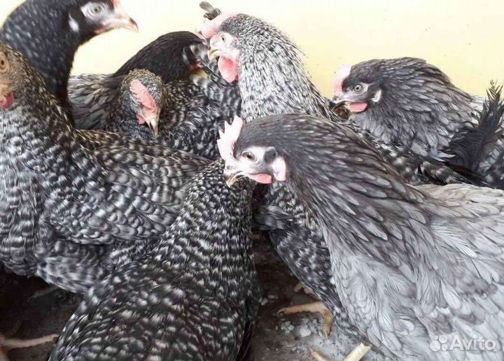 Куры молодки