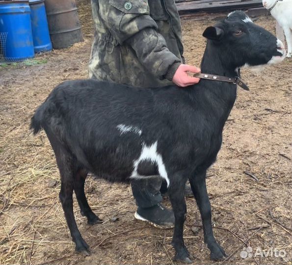 Коза дойная молочная