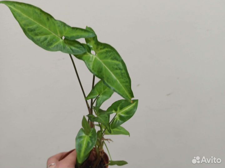 Сингониумы