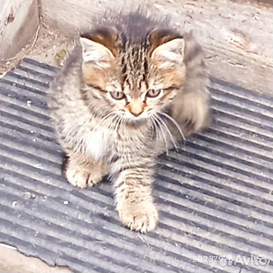 Британские котята бесплатно