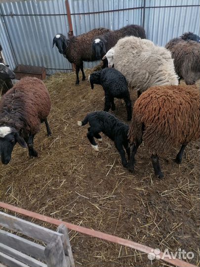 Овцы бараны курдючные