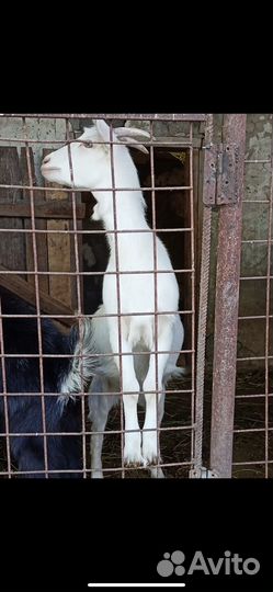 Коза дойная