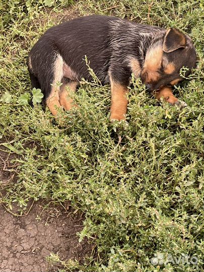 Щенки лабрадора/хаски (помесь)