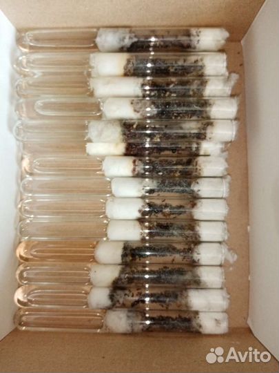 Муравьи вида messor structor