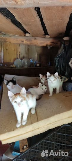 Отдам котят в добрые руки бесплатно