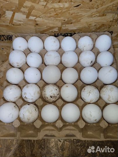 Инкубационное яйцо