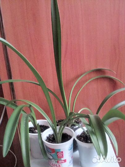 Комнатные цветы