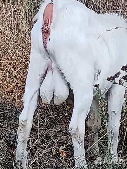 Козел для случки