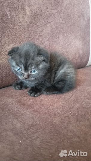 Шотландский вислоухий котик