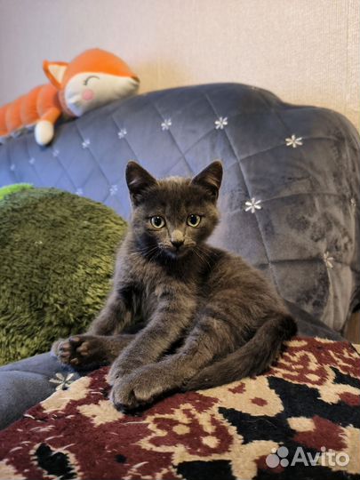 Котенок
