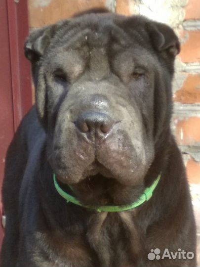 Шарпей вязка