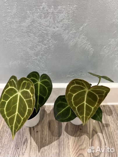 Антуриум кларинервиум d7