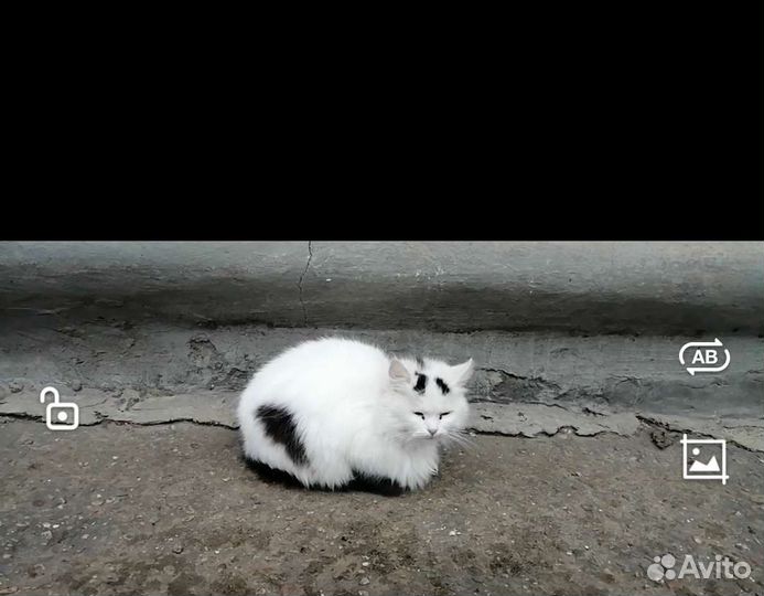 Отдам бесплатно