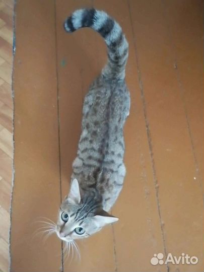 Кошки в добрые руки