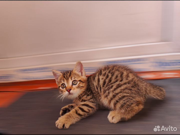 Кошка в добрые руки