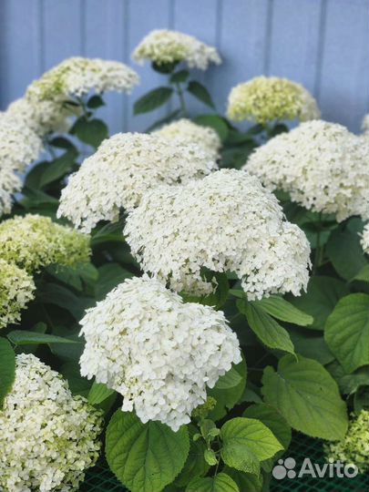 Гортензия древовидная белая