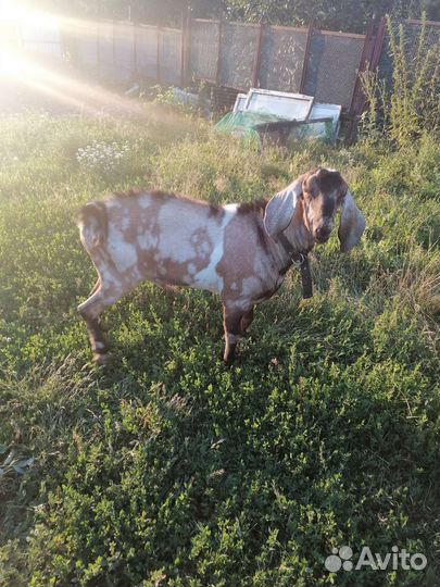 Нубийский козёл, вязка