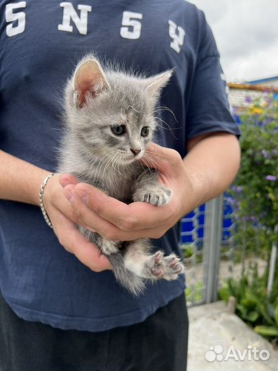 Котенок девочка 1 месяц