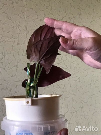 Комнатные растения большие