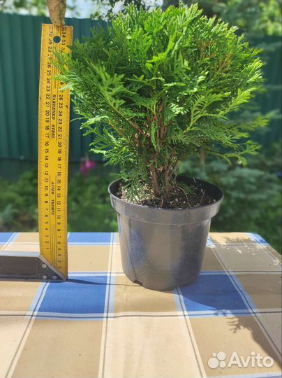 Туя шаровидная даника