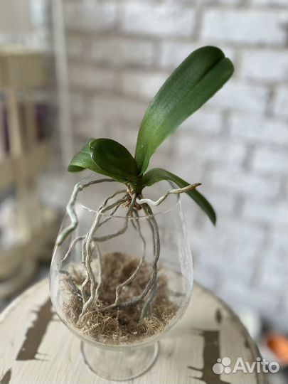 Орхидея фаленопсис приученная к воздуху