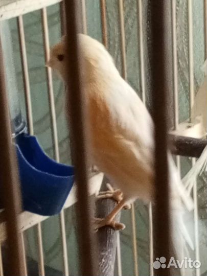 Кенара и канарейки