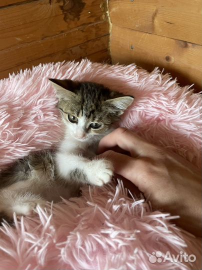 Кошка в дар бесплатно