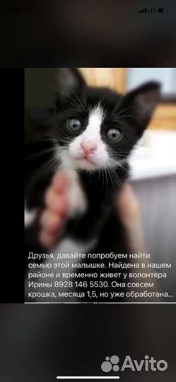 Кошечка-мурлыка Приходите, пообщаетесь