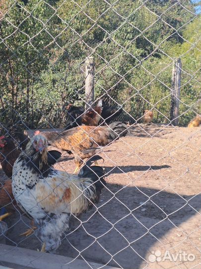 Петухи домашние