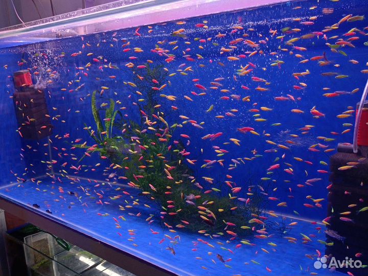 Аквариумные рыбки в Москве