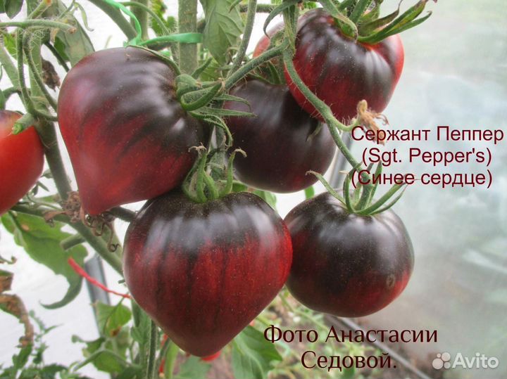 Семена томатов и перцев