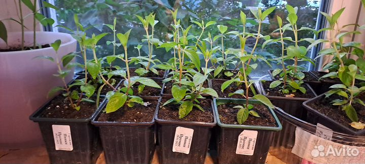 Гортензия саженцы