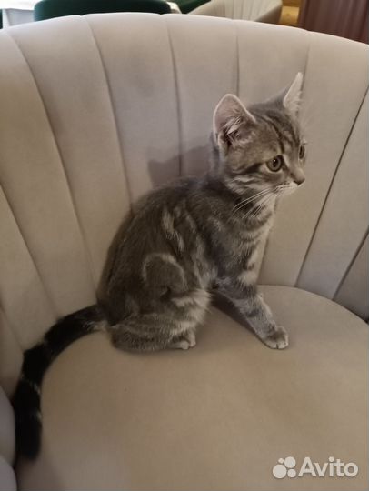 Котенок в добрые руки