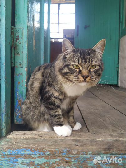 Очень ласковый котенок - котик мышелов