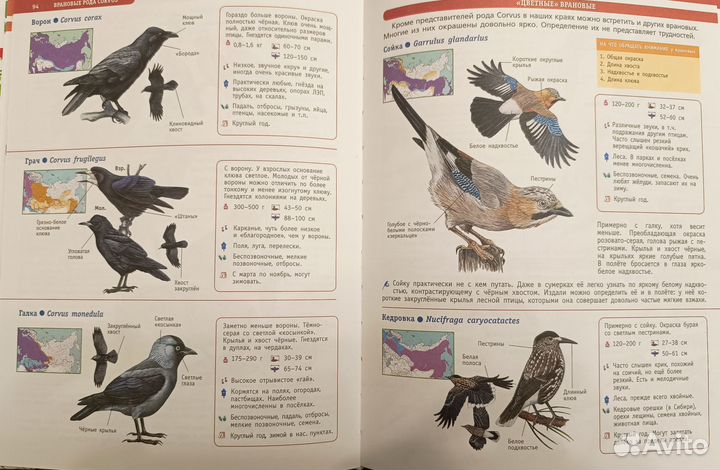 Большой определитель птиц, животных и насекомых