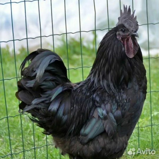 Петух ухейилюй