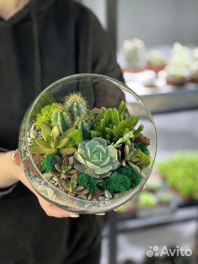 Флорариум подарок цветы