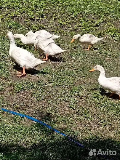 Утки башкирские