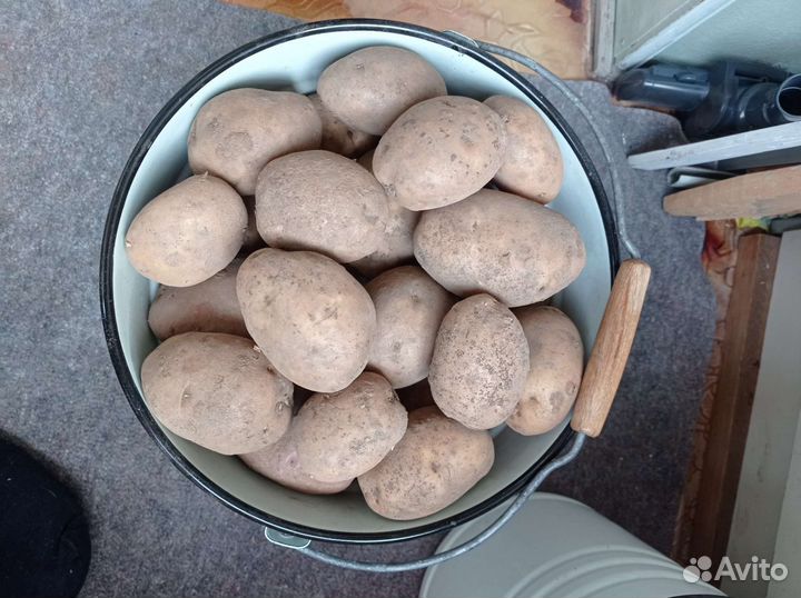 Картофель