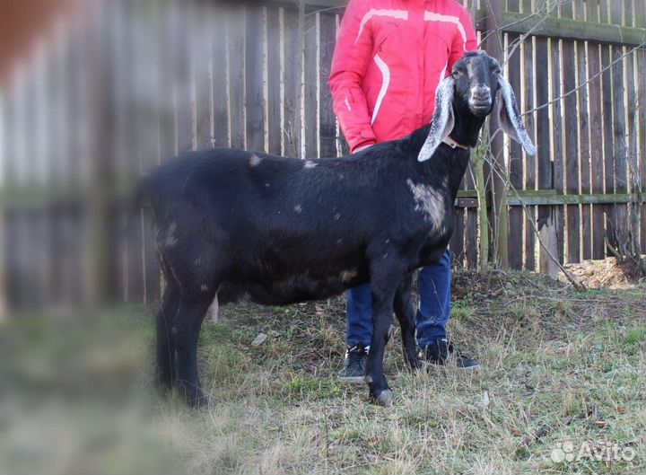 Козы Нубийские, Шами-Камори