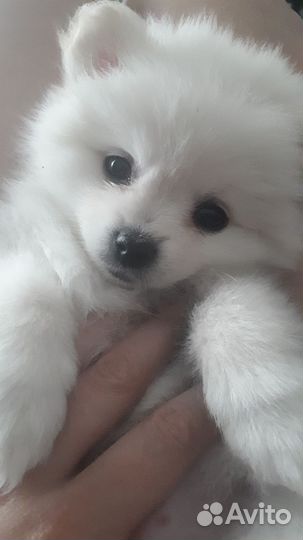 Щенки шпица