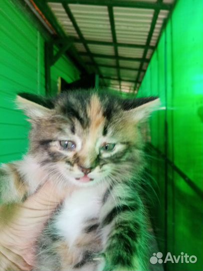 Котенок девочка в добрые руки трехцветка ест все