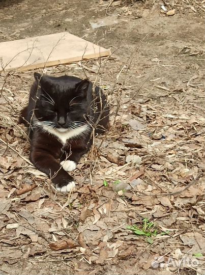 Отдам кота в добрые руки