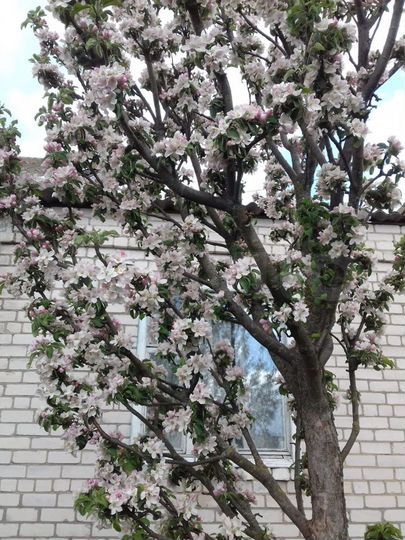 Дом 86,2 м² на участке 70 сот.