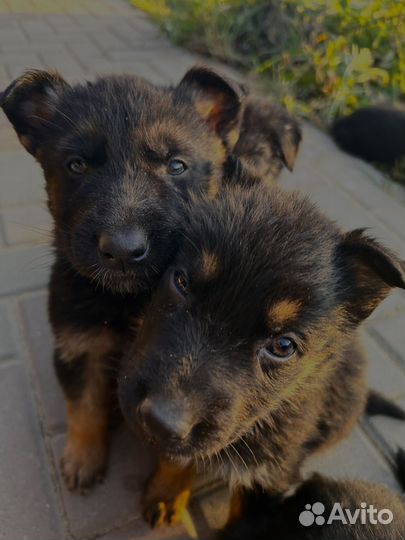 Булочки овчарки ищут новый дом