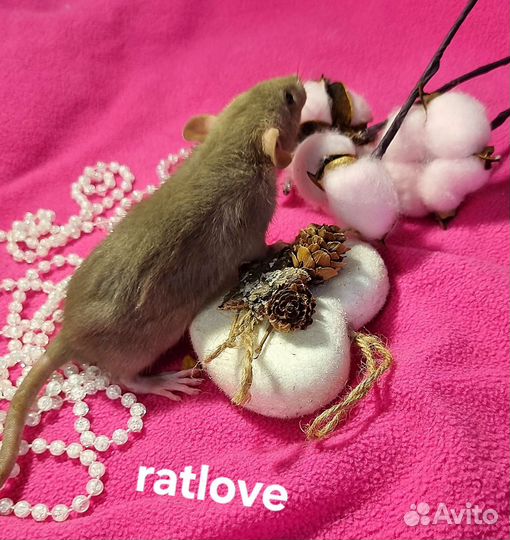 Крысята дамбо от ratlove