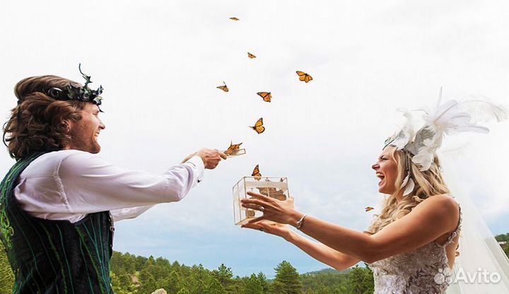 Франшиза Салюты из Живых Тропических Бабочек 2763